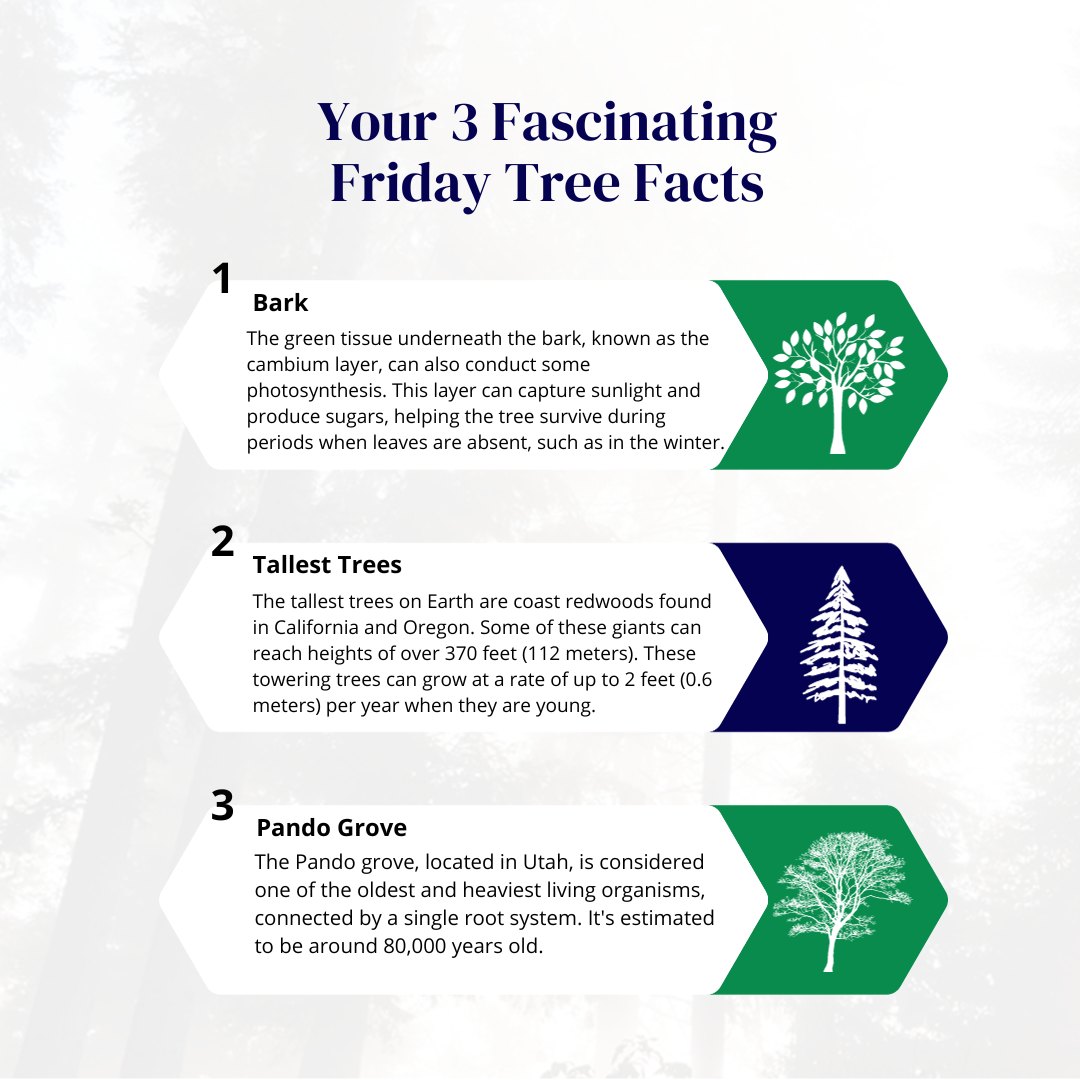Here is your Friday Tree Facts! Did... - Taiga Tree Service