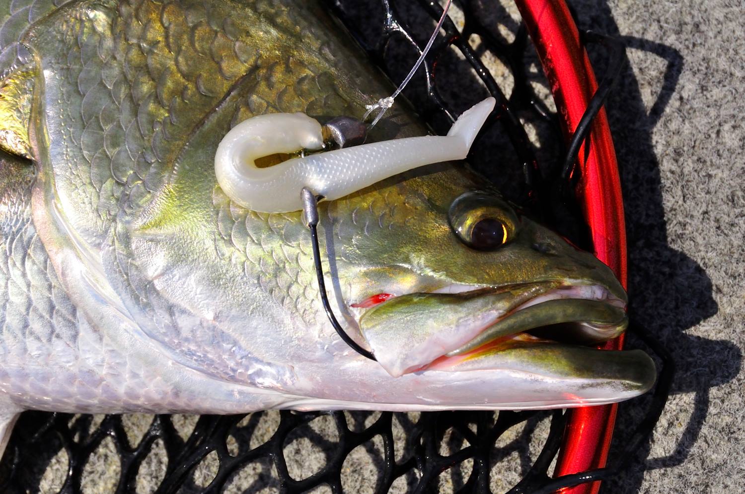 fishing tackle bag EGO Kryptek Box Model:CU151MGM 6.2:1 Left Hand FLY ROD AND REEL CASES Large enough for full 3M Claw Picture Hooks