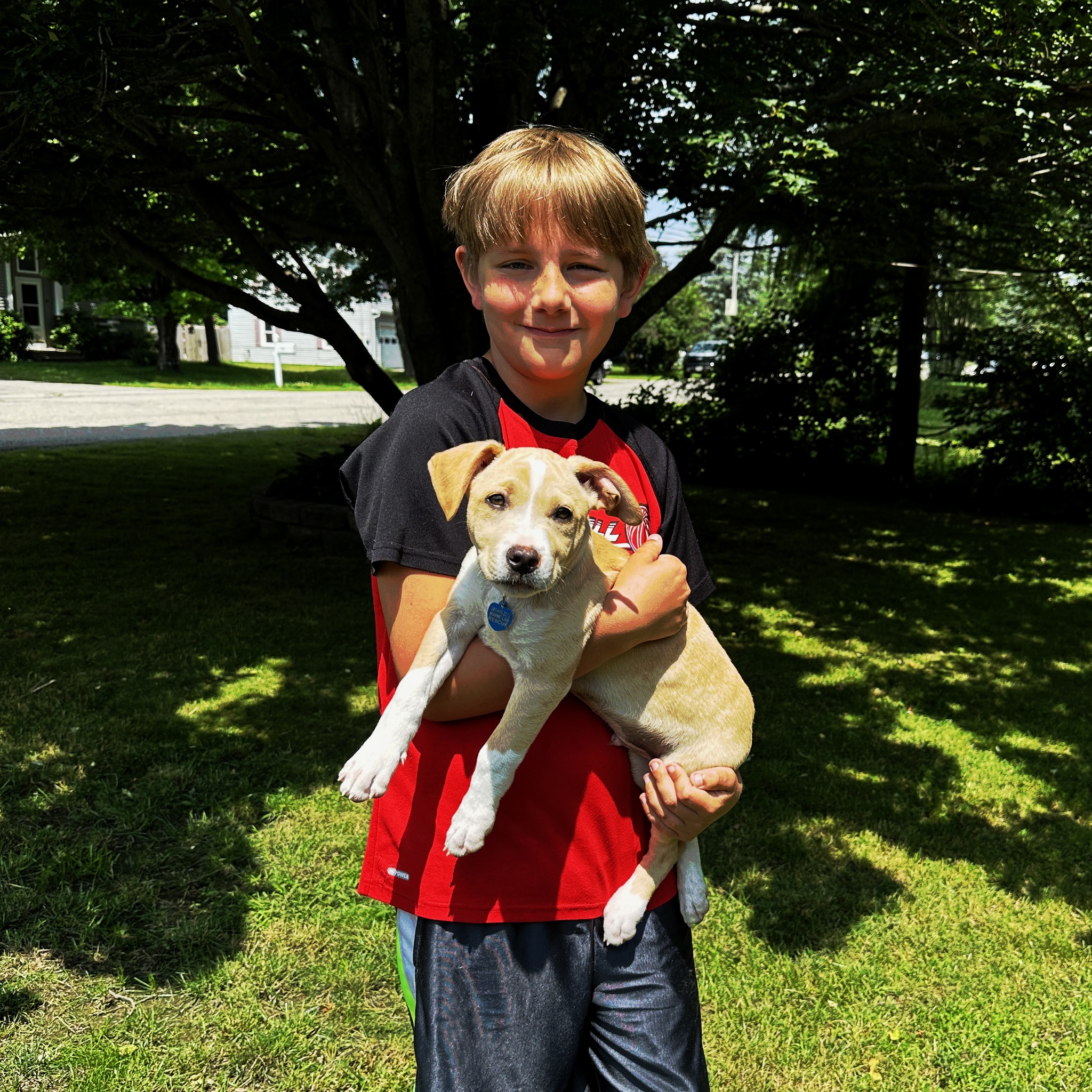 Maine Lab Rescue