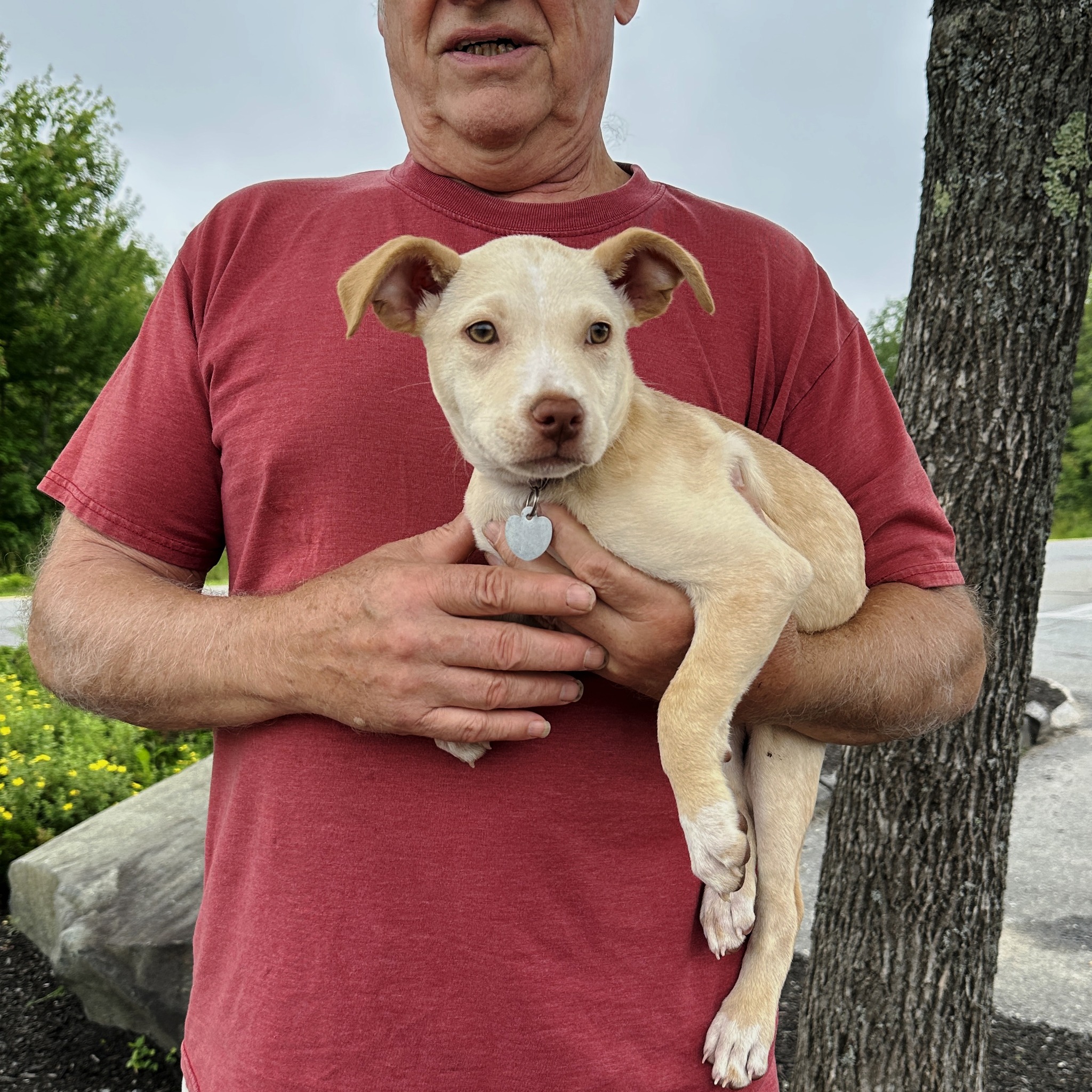 Maine Lab Rescue