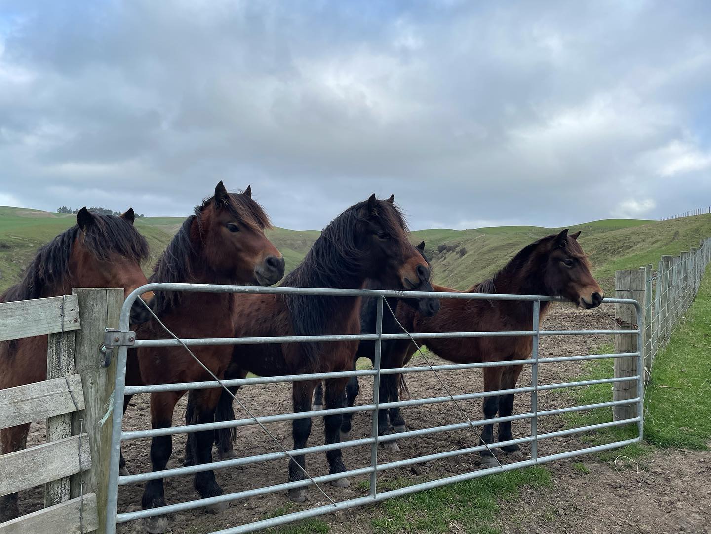 Shilston... - Shilstone Rocks Dartmoor Pony Stud - New Zealand