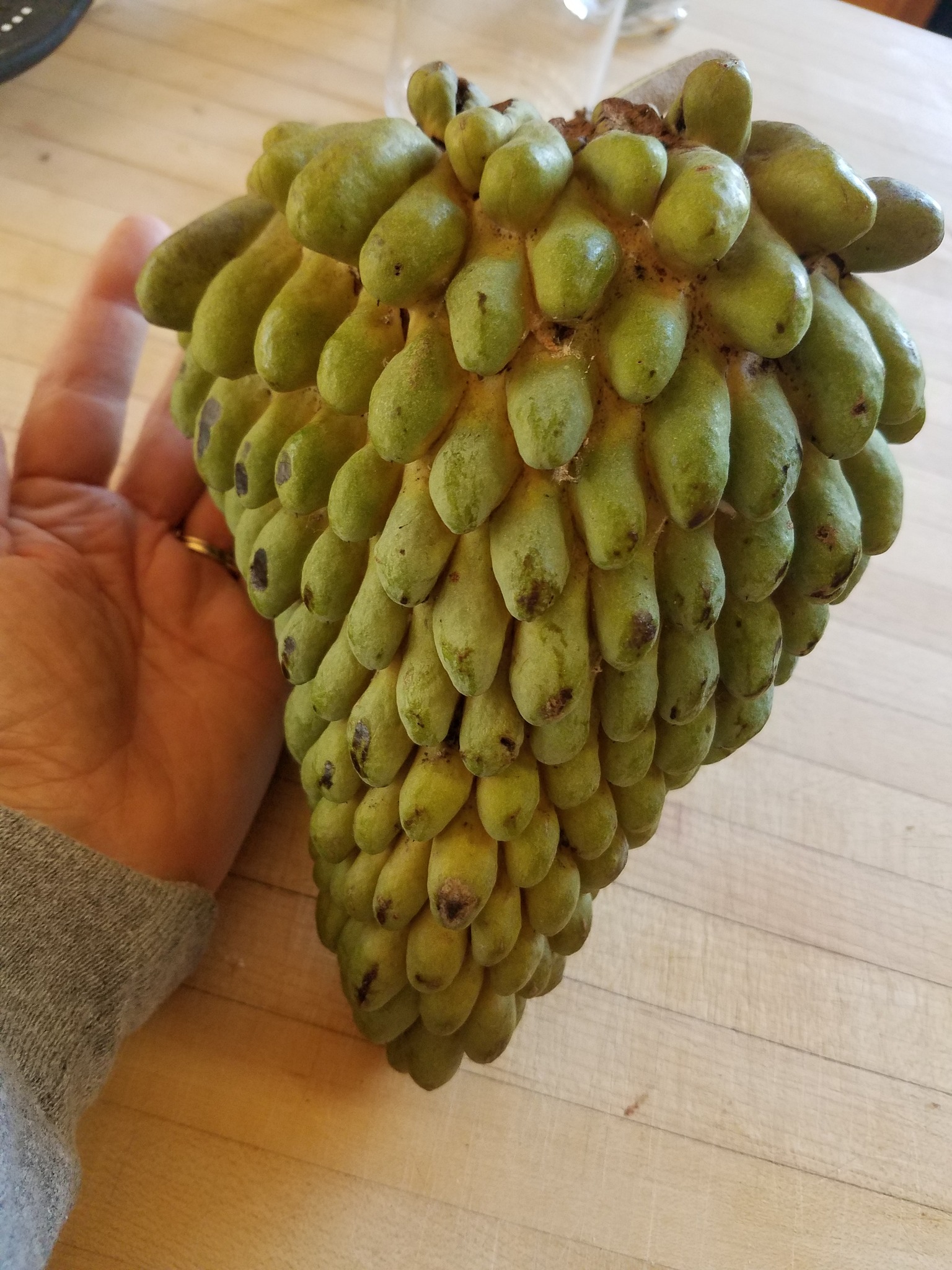 Remembering Leo Manuel, pitahaya pioneer and founder of California