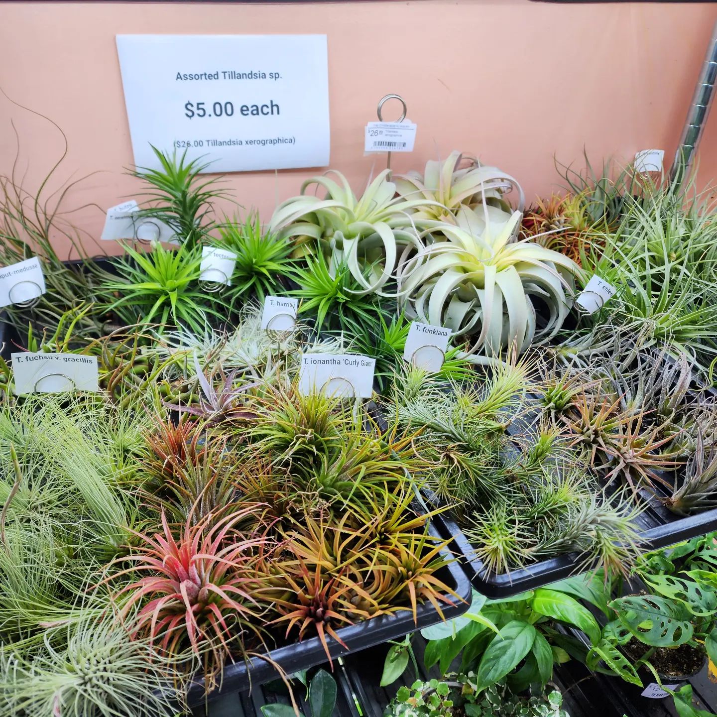 Tillandsia 