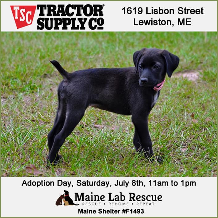 Maine Lab Rescue