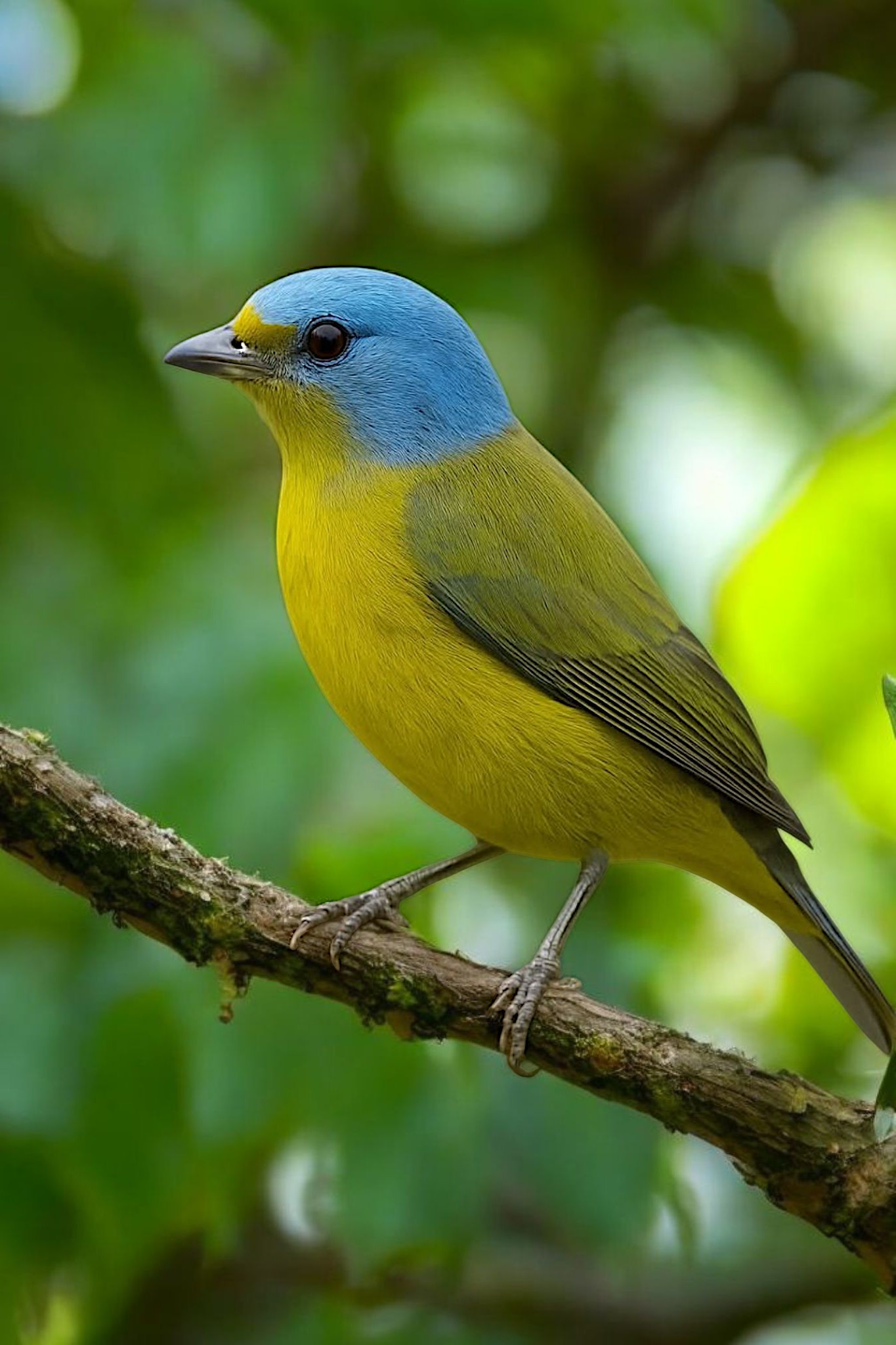 Green - Golden-rumped Euphonia (Chlorophonia cyanocephala)💛🩶 The golden ...
