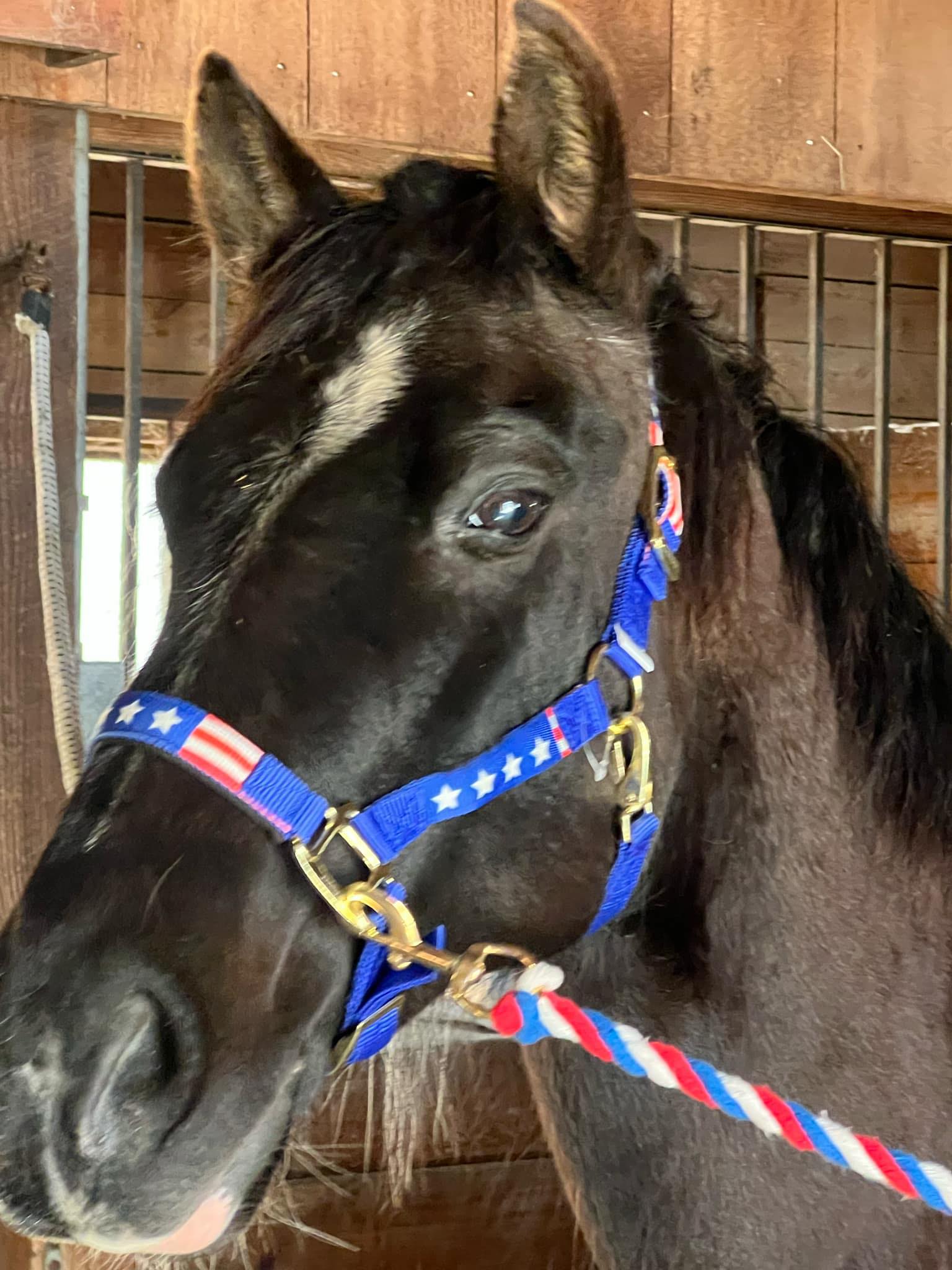 Serenity Stables - Experience an unforgettable week at horse camp ...
