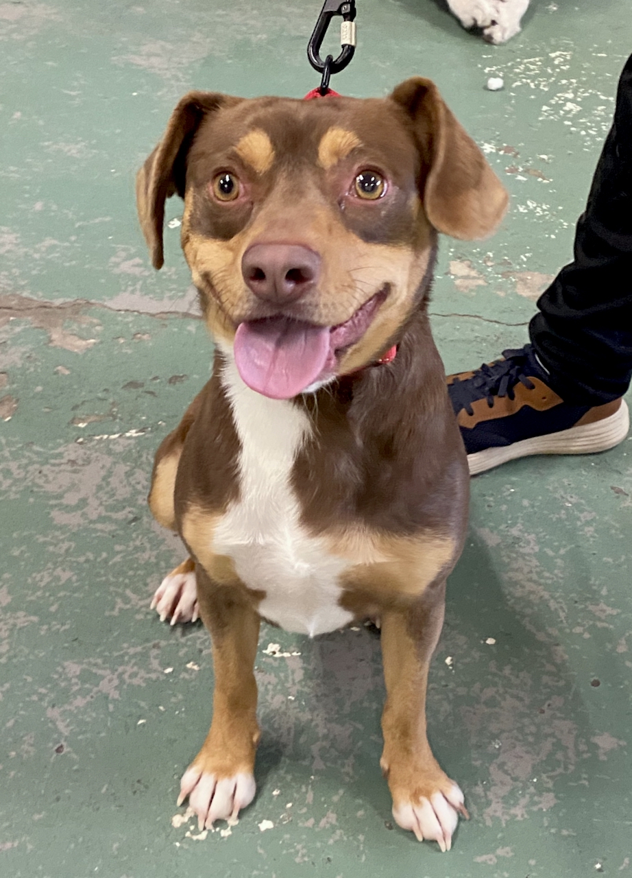 Meet Harps, Harps... - Project Hope Animal Rescue Foundation | Facebook