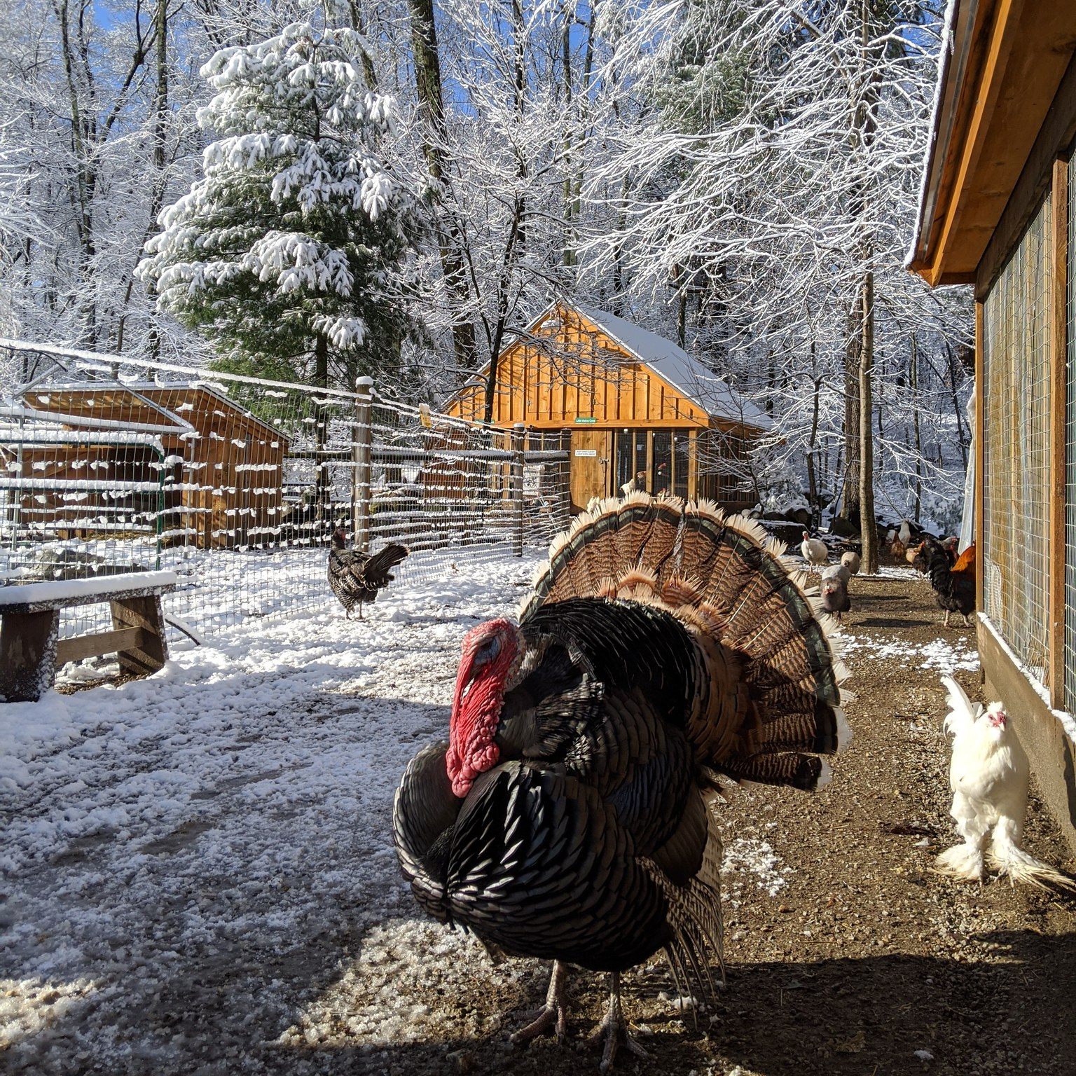 A beautiful moment last winter, but... - Unity Farm Sanctuary