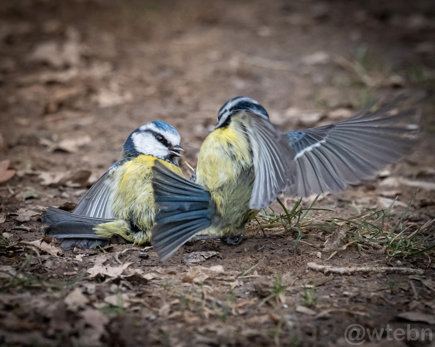 Squabbling siblings - I watched these... - Wtebn photography