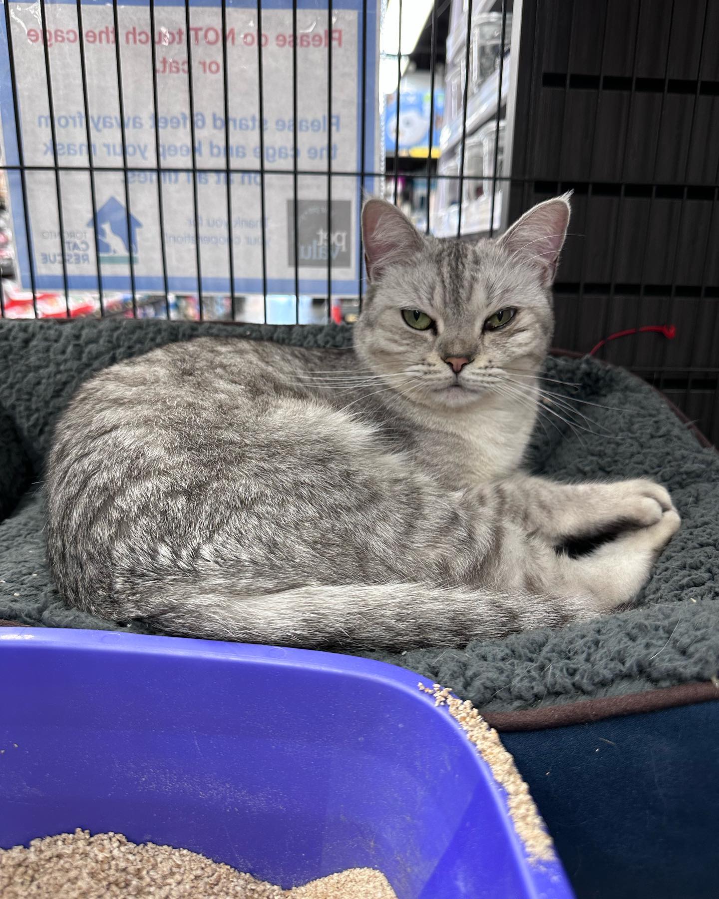 Last stop on the @petvalu Adoption... - Toronto Cat Rescue | Facebook