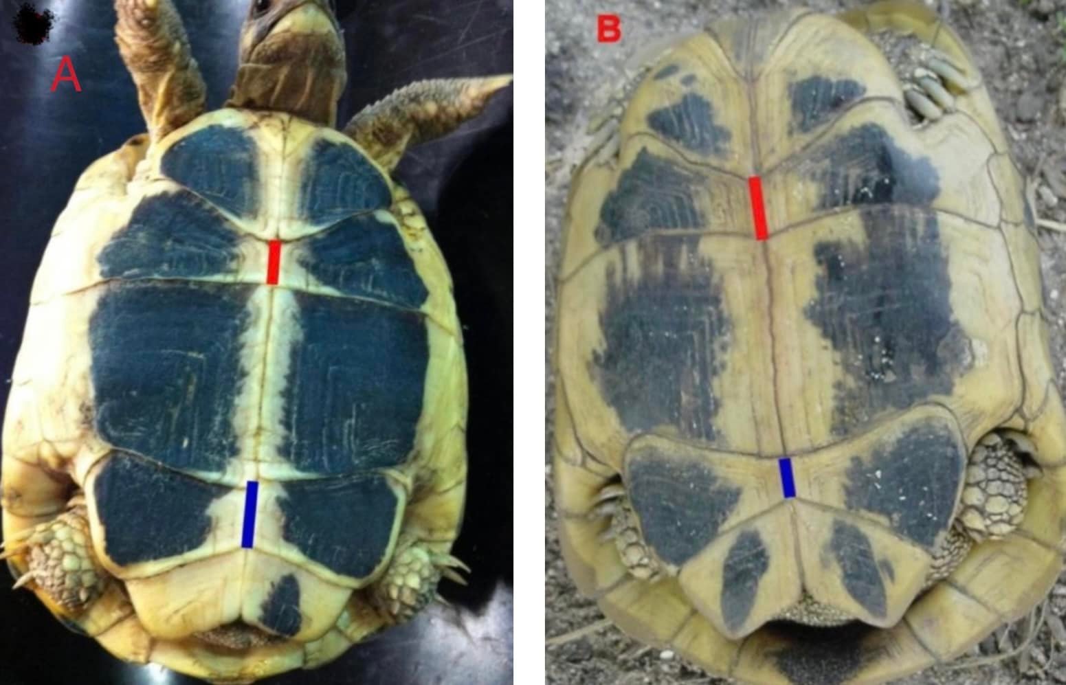 Dr - The plastron (underside of shell) markings of the Hermann’s ...