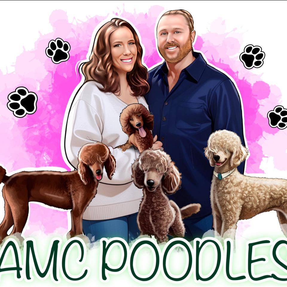 Standard poodle dogs | Pyre and CH Sharpshooter’s puppies are expected ...