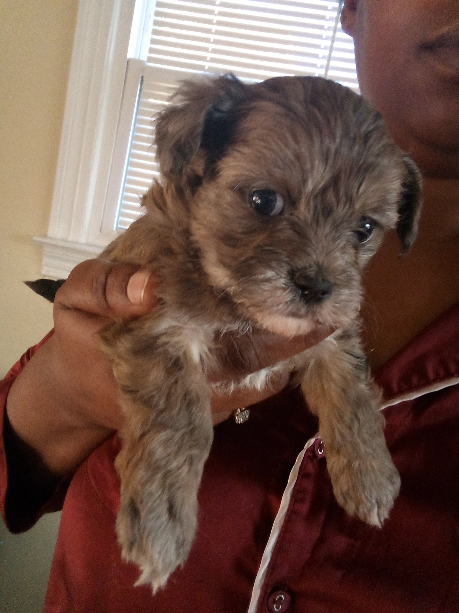 Pets for Re-homing in Kentucky/Indiana area | Louisville KY