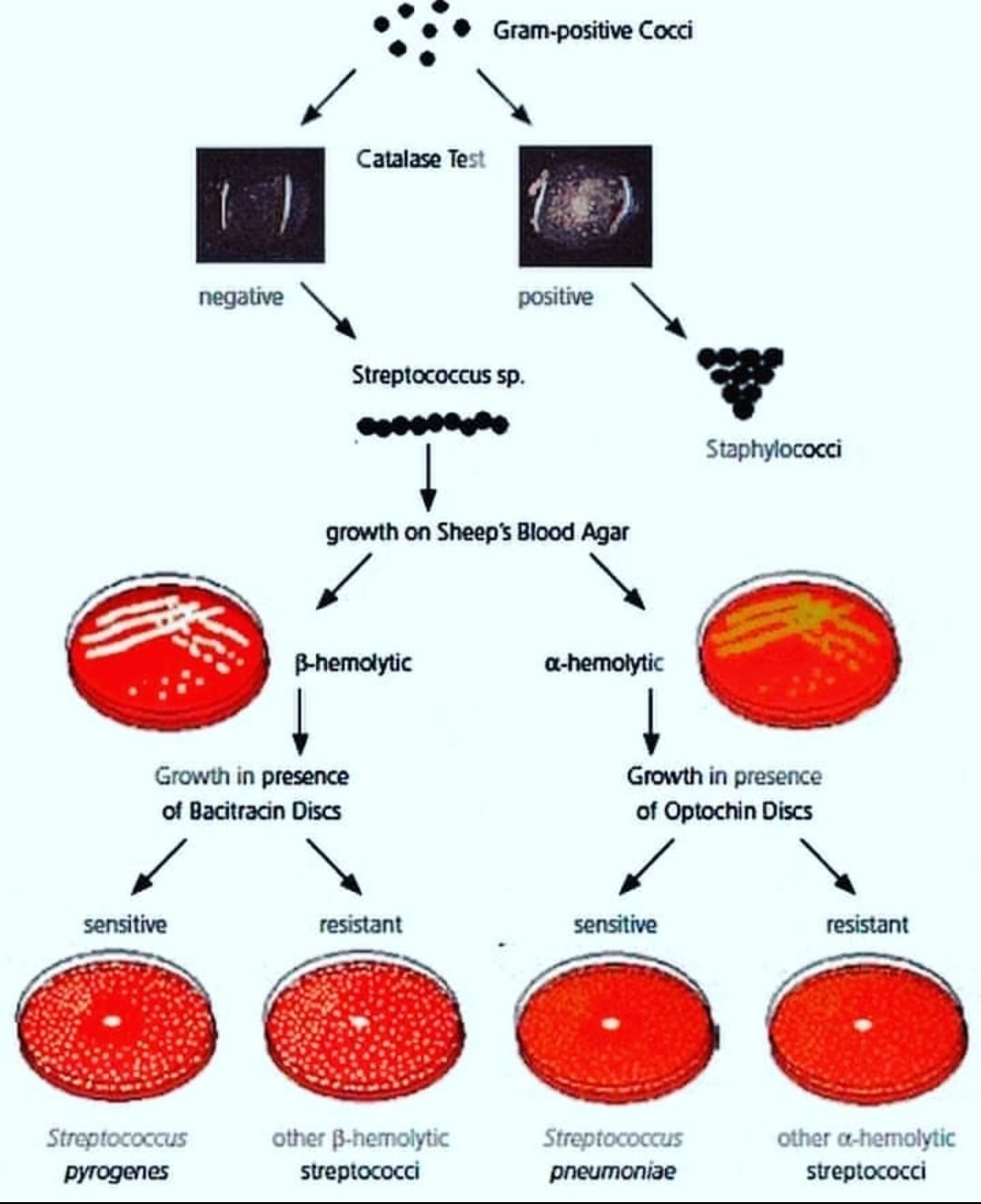 ScienceDna - Gram positive identification 🧫