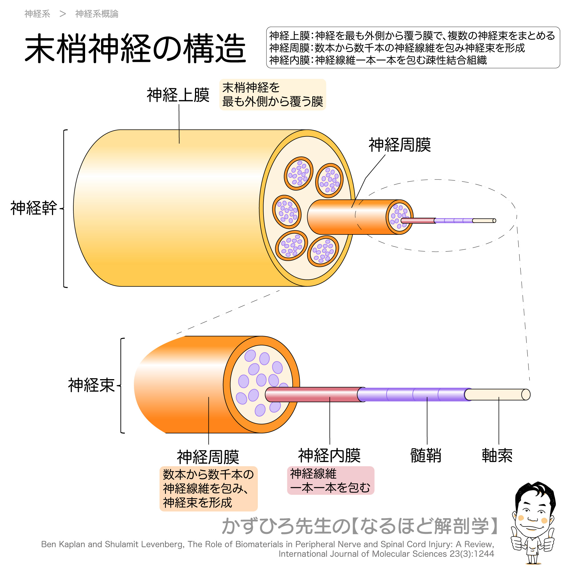 【末梢神経を包む三重の膜】 末梢神経は神経線維が集まって束をなして走行... - かずひろ先生の【徹底的国試対策】解剖学