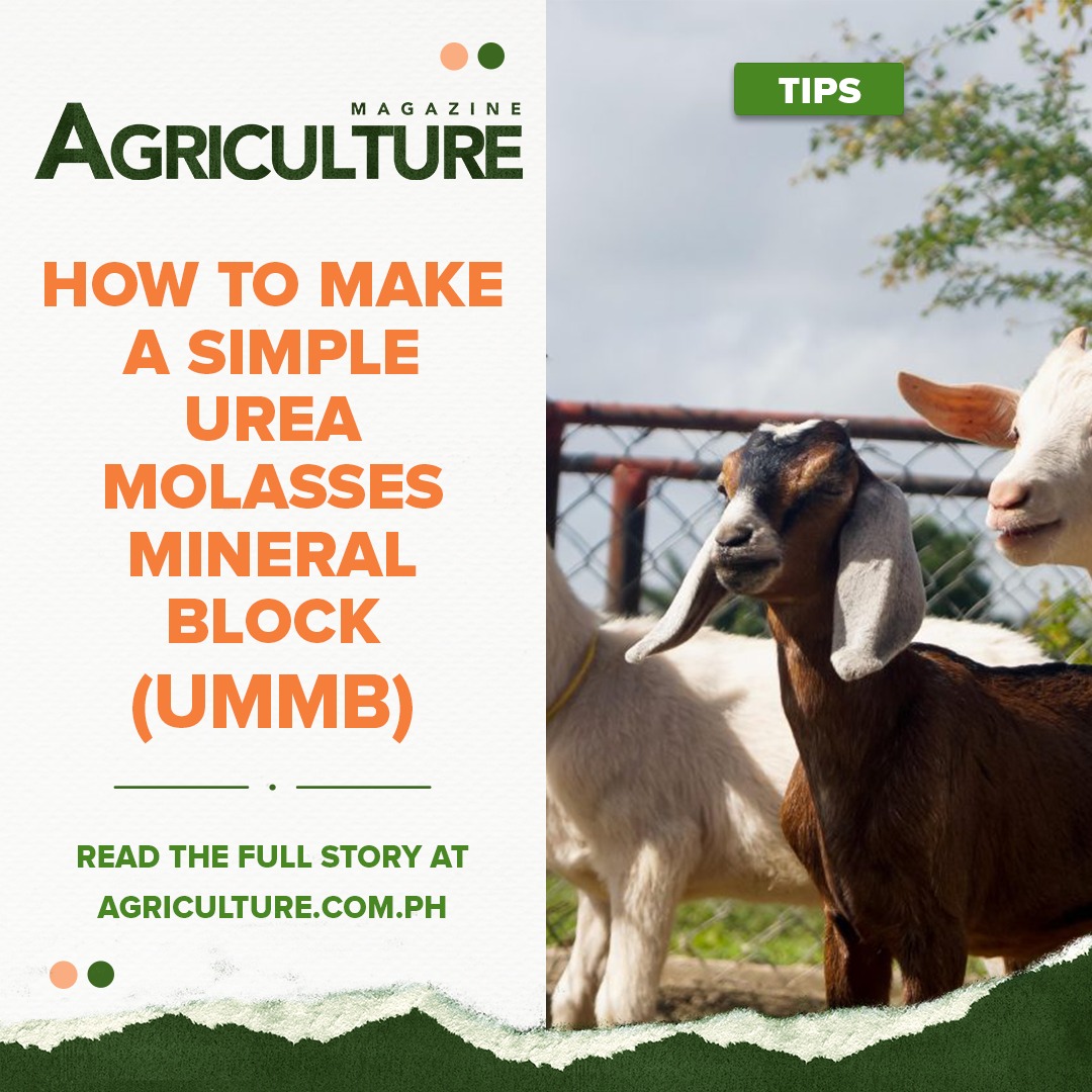 𝐁𝐨𝐨𝐬𝐭𝐢𝐧𝐠 𝐥𝐢𝐯𝐞𝐬𝐭𝐨𝐜𝐤 𝐧𝐮𝐭𝐫𝐢𝐭𝐢𝐨𝐧: 𝐇𝐨𝐰 𝐭𝐨... - Agriculture Online | Facebook