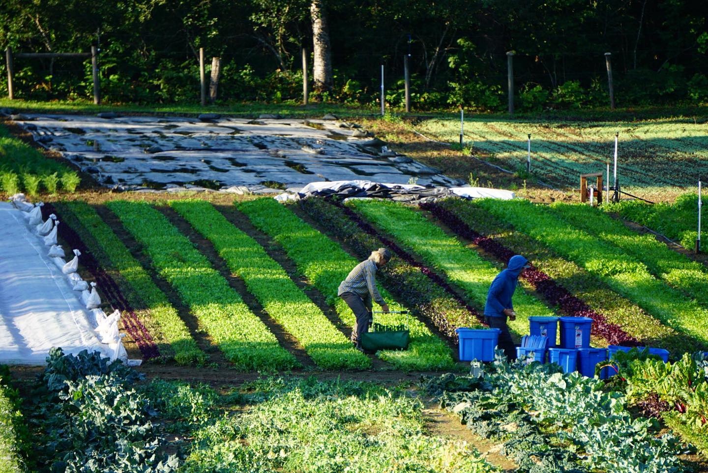 First Light Farm - Fresh delicious greens harvested every Monday and ...