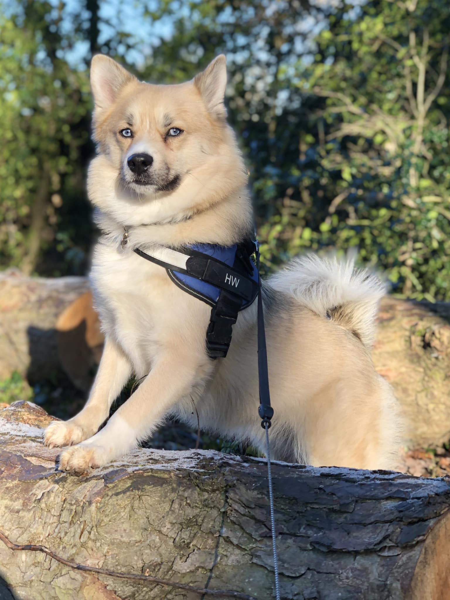 Perry’s Paws