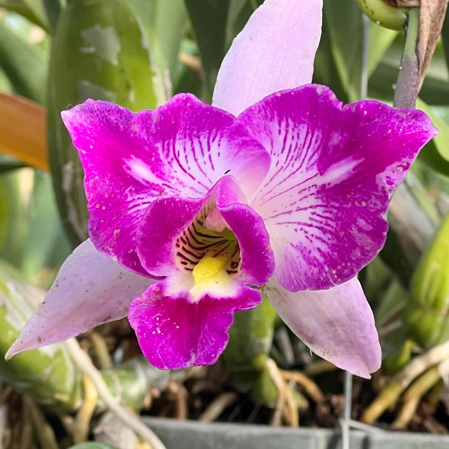 American Orchid Society | C. Little Dipper 'Sato' x Lc | Facebook