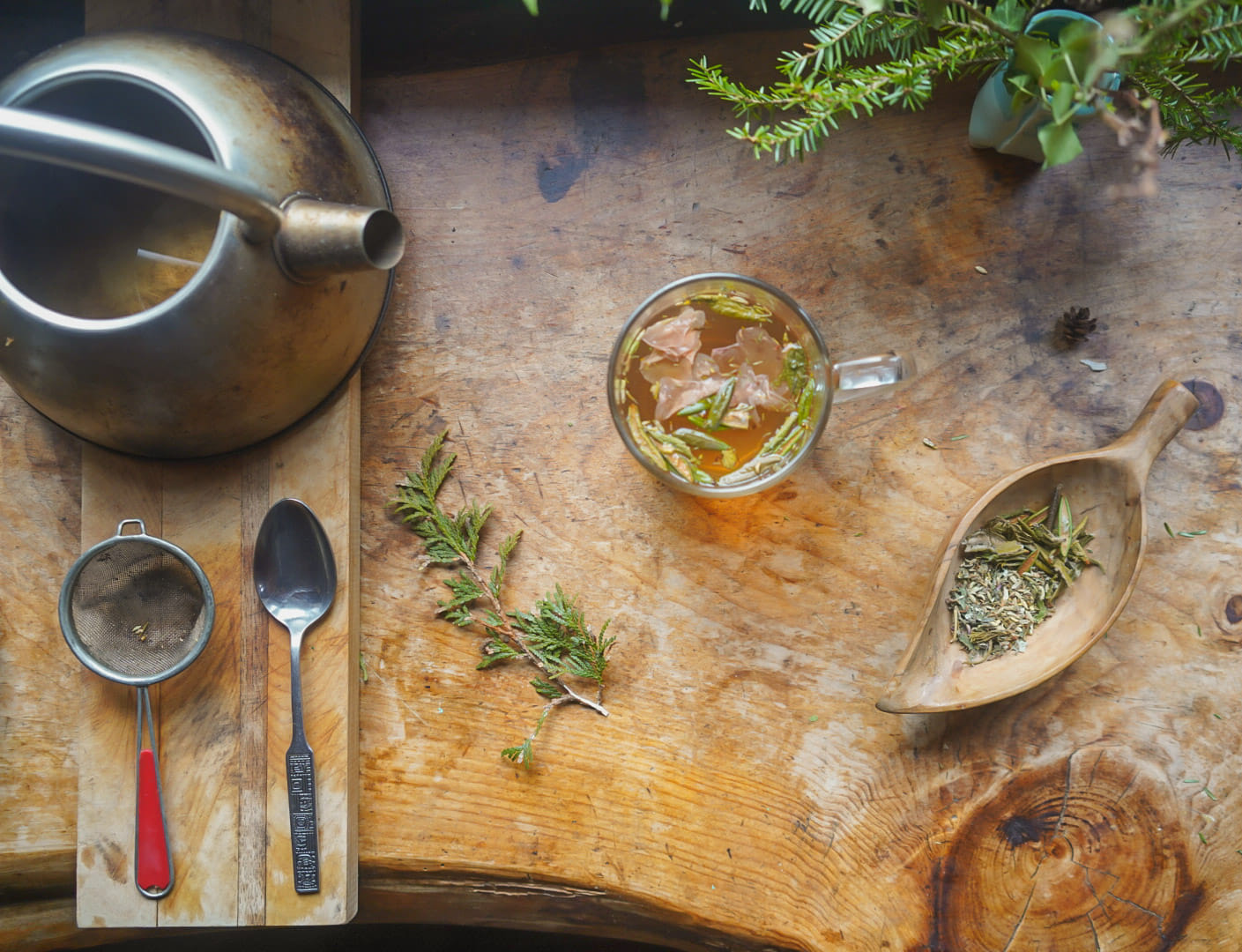 Tamarack: Twigs & Teas
