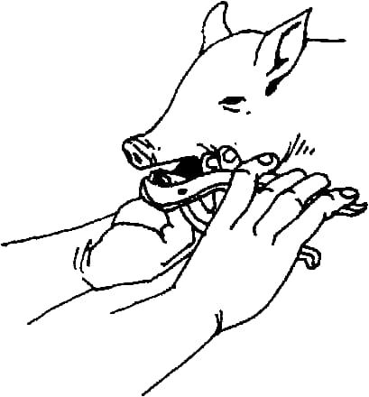 Dr. - Why tooth clipping in piglets Tooth clipping in piglets is done ...