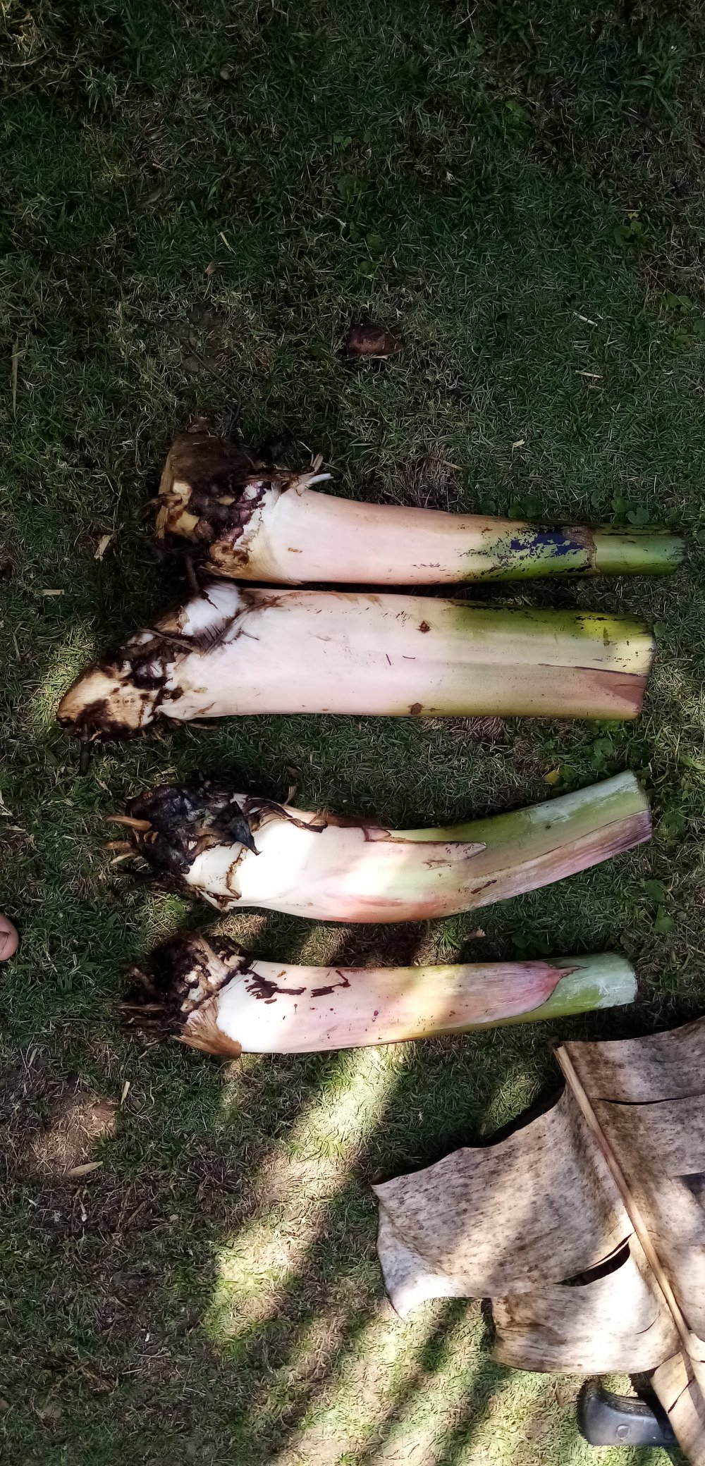Banana Saging... - Banana Saging Plantation Philippines