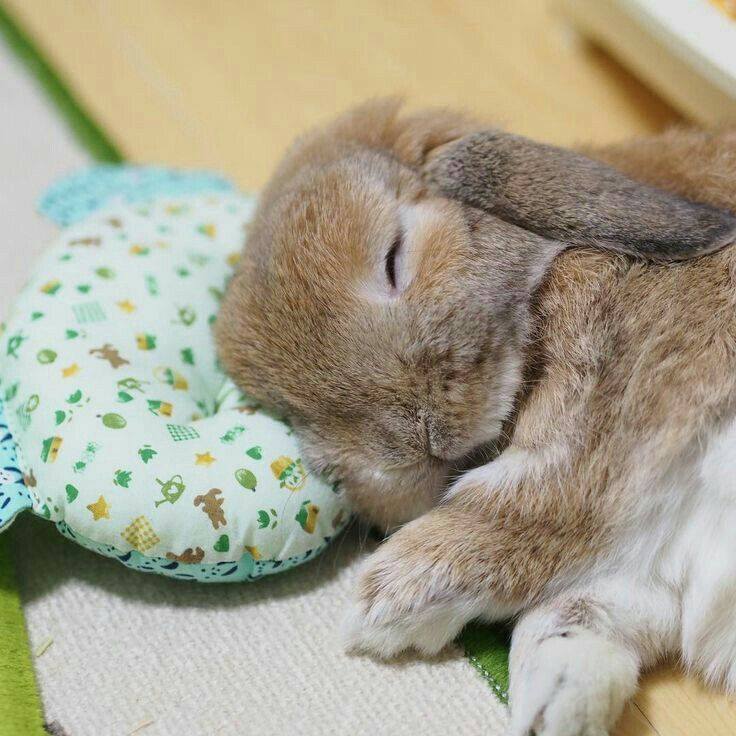 Rabbit Union | San Francisco CA