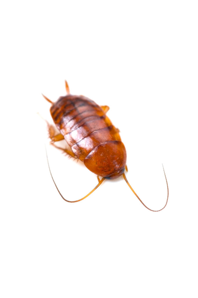 Tyler Pest Solutions LLC | Choctaw OK