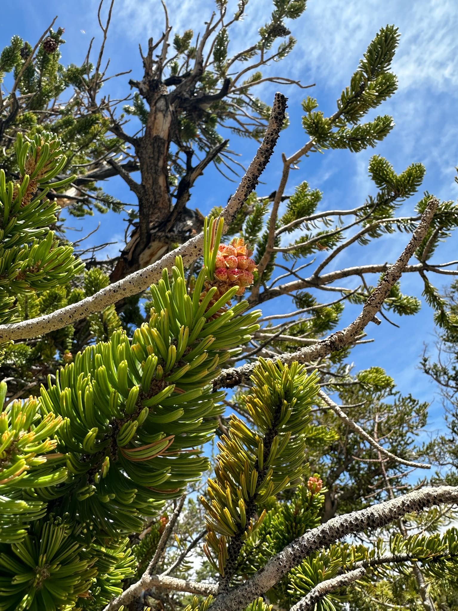 What is the identity of the yucca plant variety in the photo?