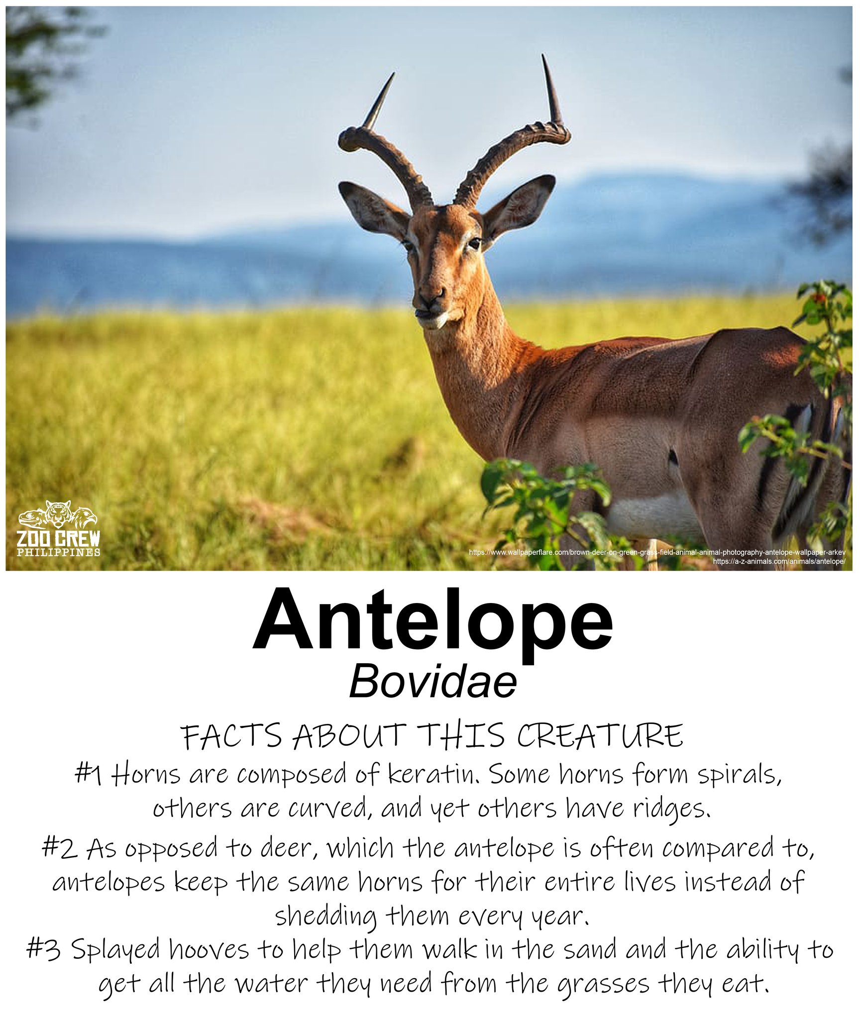 Zoo - Antelope - One of the world's swiftest terrestrial mammals is the ...