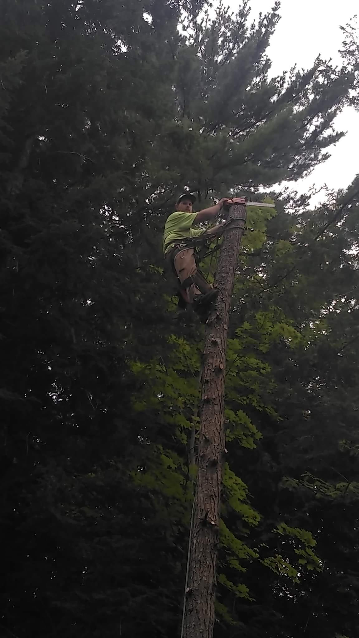 Gary Brooks Tree Service LLC | Ossipee NH