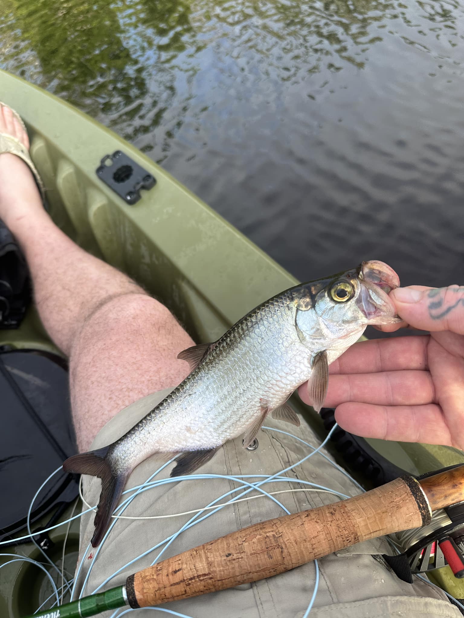 ace fishing lures GREAT BRITAIN • HANDCRAFTED by GORDON GRIFFITHS • TOPWATER DAIWA CONNOISSEUR PRO FLOAT The Silver Horde Ace Medium-Heavy Size/Color:6oz - Baby Red