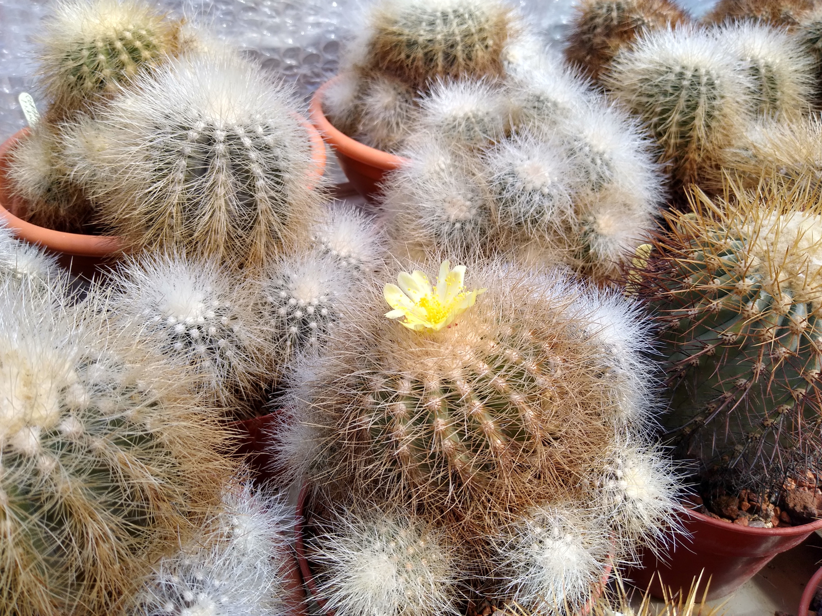 Best time of the year: Copiapoa cinerea