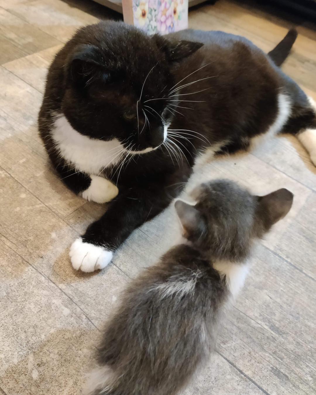 🐈‍⬛ Cat... - Mansfield Cat Rescue registered charity 1193319