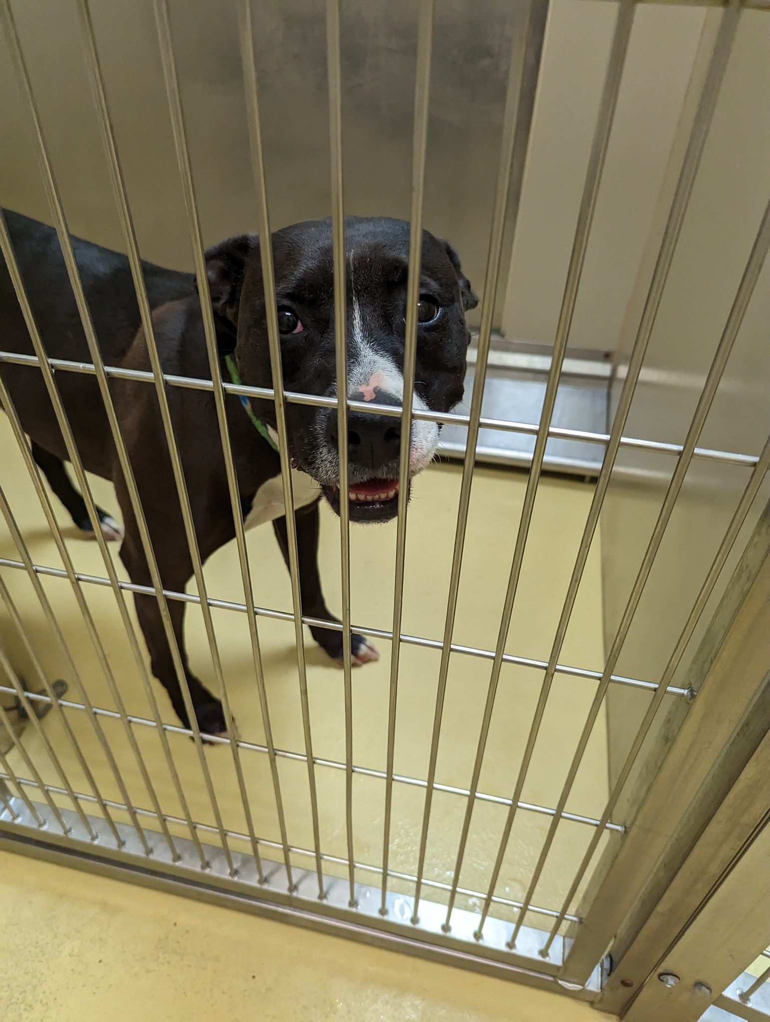 SAFE!! Direct Adoption Hold Pending 💕🏡 SWEET FF01 STILL NOT SAFE ...