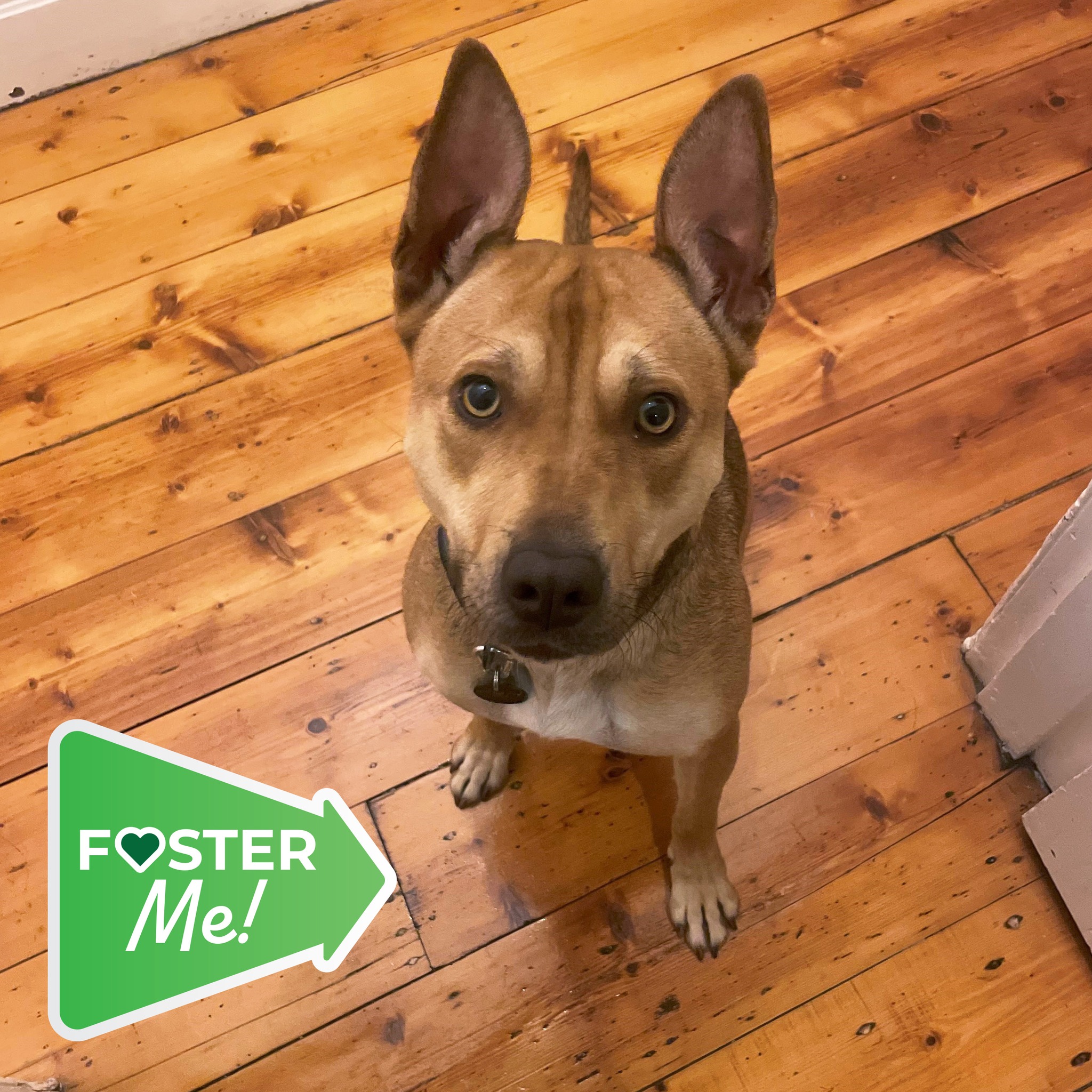 RSPCA Victoria - This Foster Friday, we desperately need a...