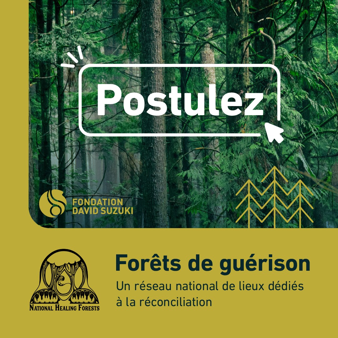 Les forêts de guérison sont des... - Fondation David Suzuki