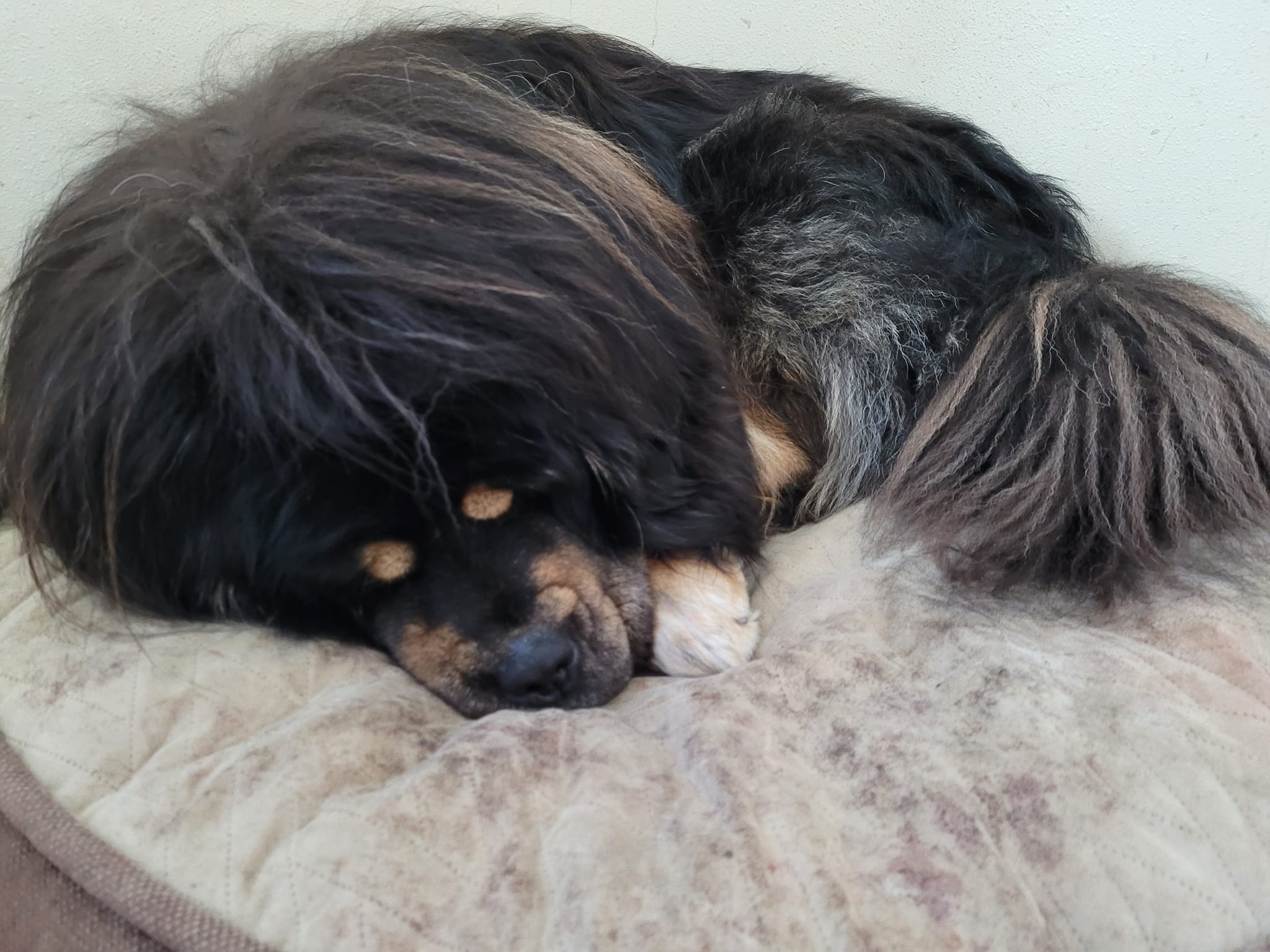Sara - Sleepy Tibetan Mastiff, daaaawwww. (And now that I've placated ...