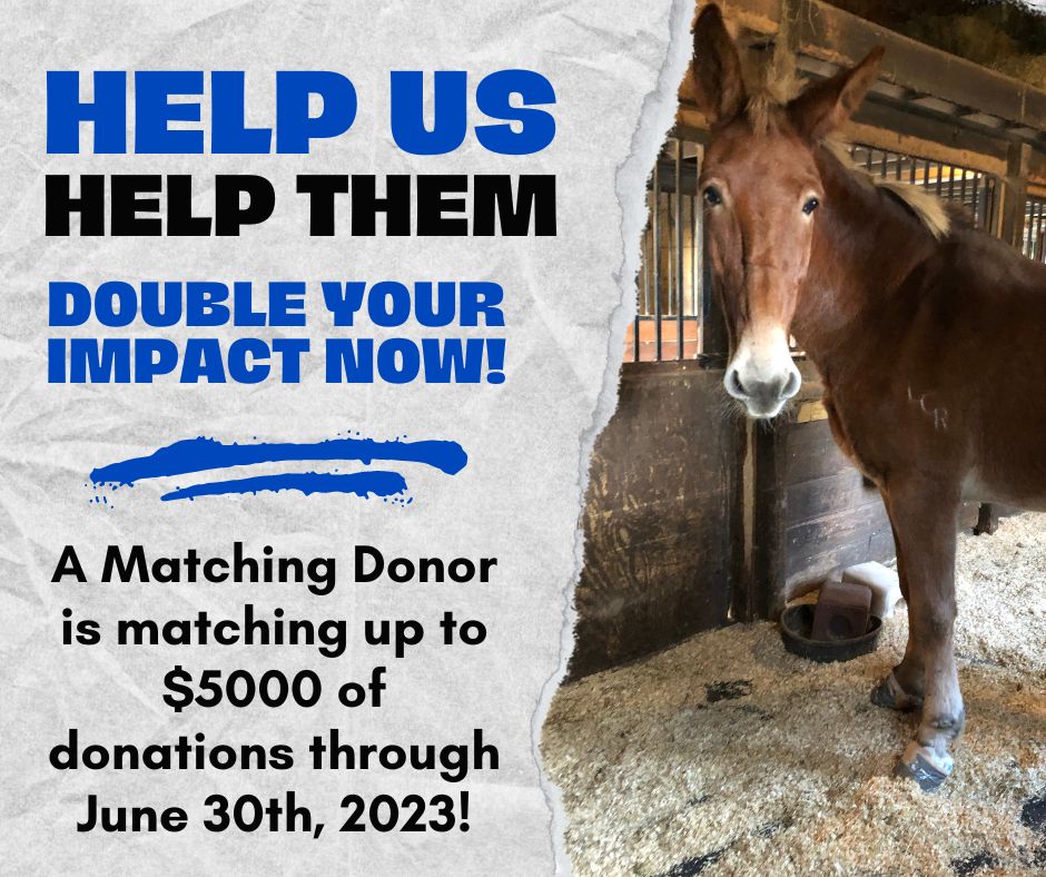 💕 Double Your Impact! 💲💲... - Last Chance Ranch