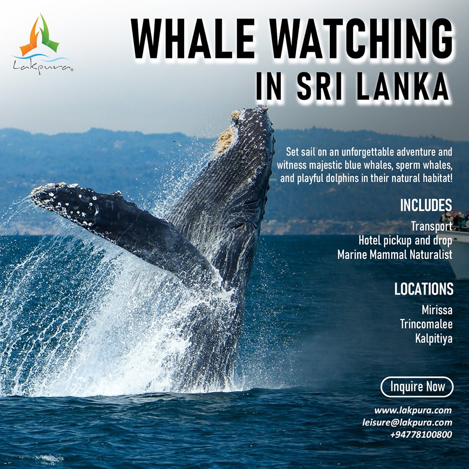 Lakpura LLC - Whale Watching in Sri Lanka – Book Your... | Facebook