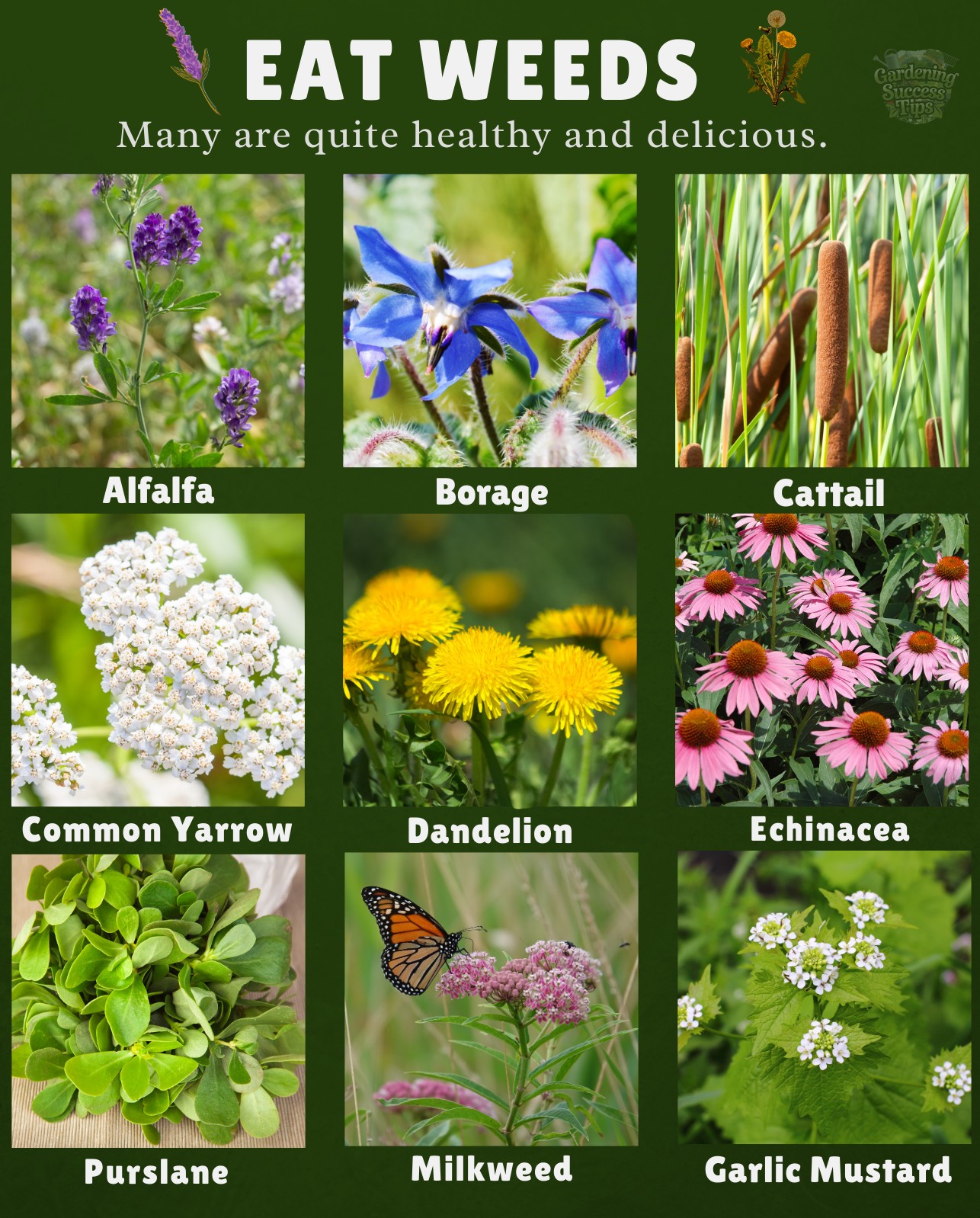 Gardening - 🌿 Eat These Wild Weeds — They’re Delicious & Nutritious ...