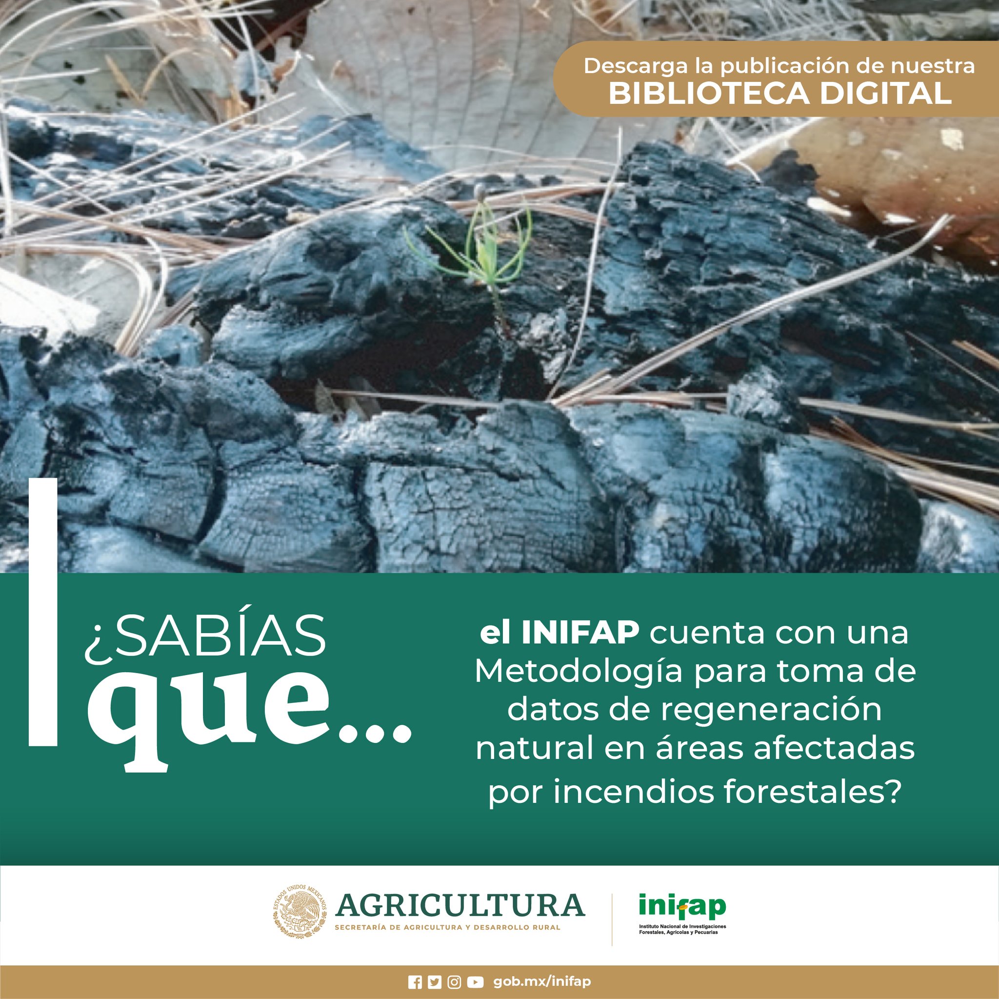 INIFAP - 🌳En México, las selvas tropicales y los bosques... | Facebook