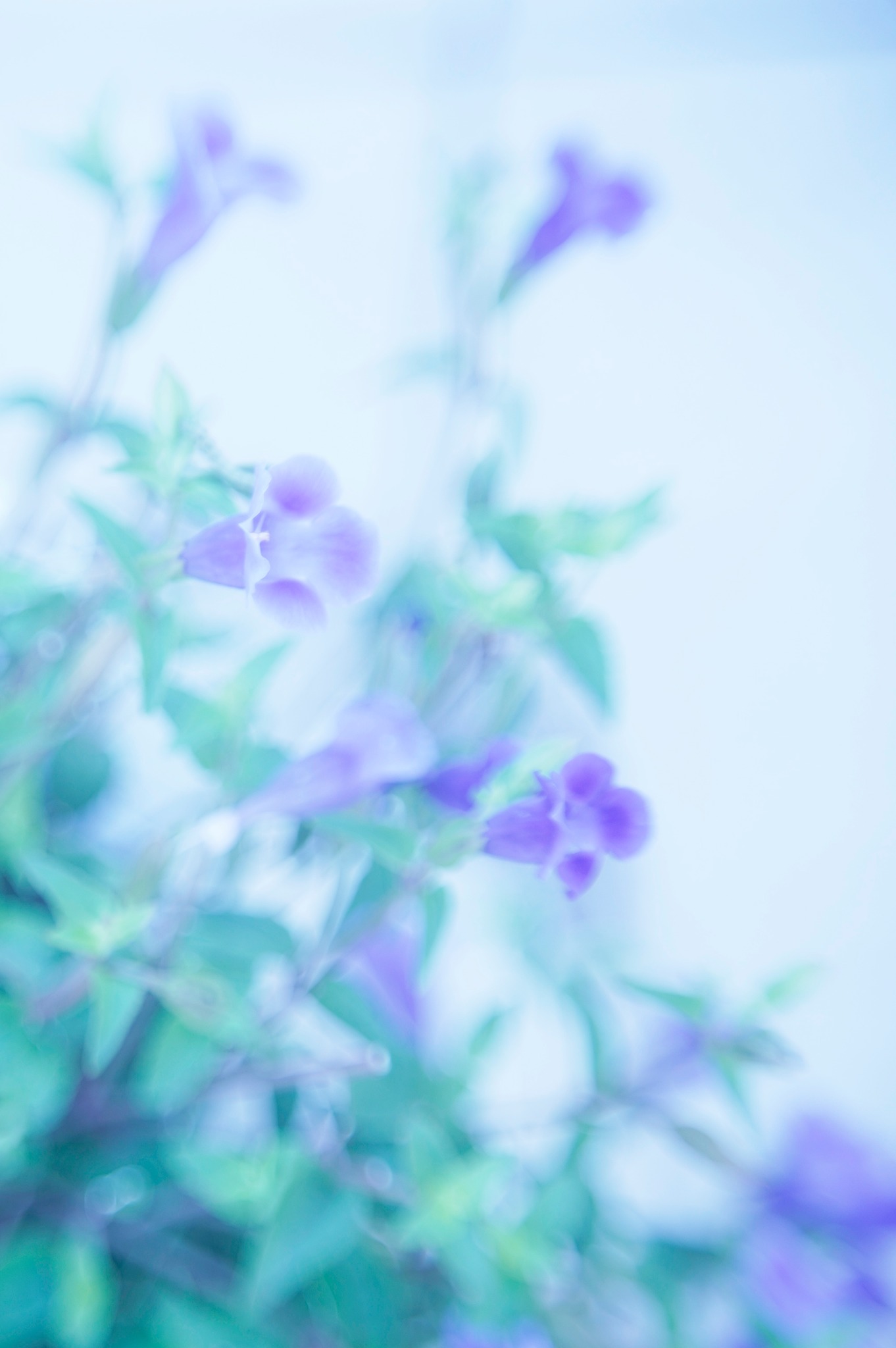 レンズ(単焦点) ZEISS IKON ZETTAR SPECIAL 85mm F2.8 朝涼 ZEISS IKON Zettar Special 85mm F2.8 α7C