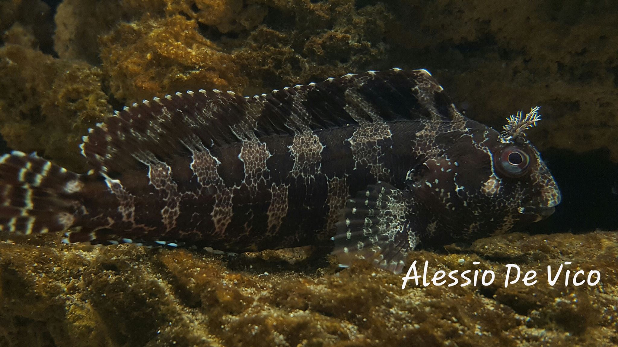 IL MIO ACQUARIO MEDITERRANEO
