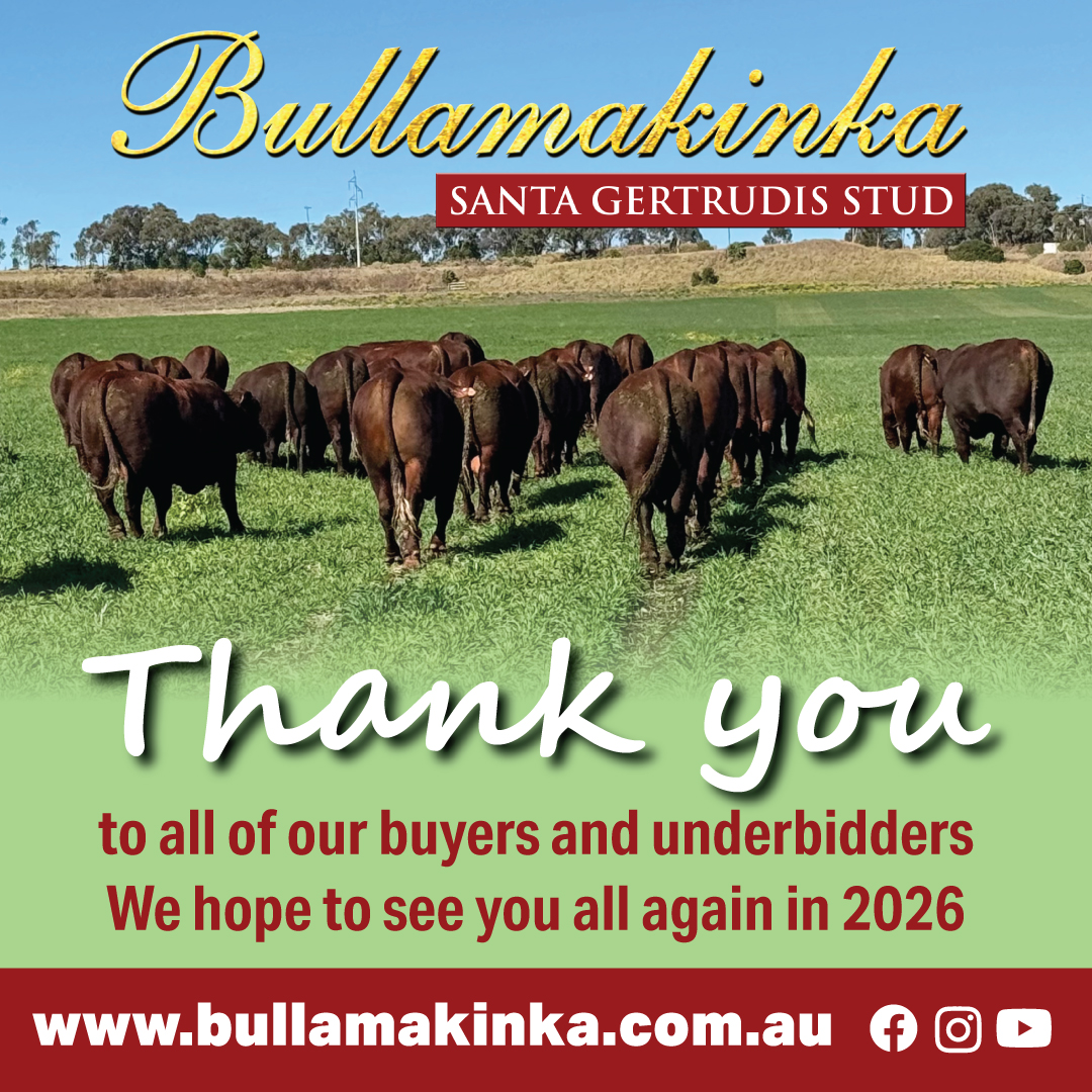 Thank you to all our buyers... - Bullamakinka Santa Gertrudis | Facebook