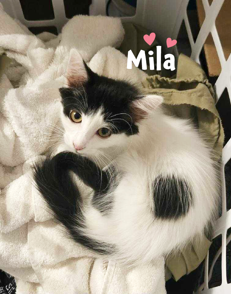 Meet our baby girl,... Feral Friends Community Cat Alliance Facebook