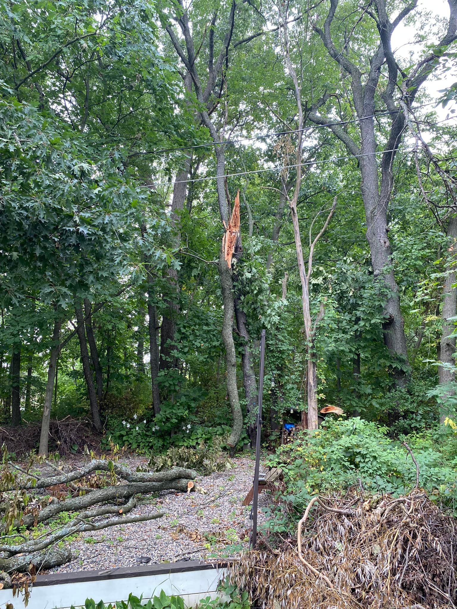 Rogue River Tree Service