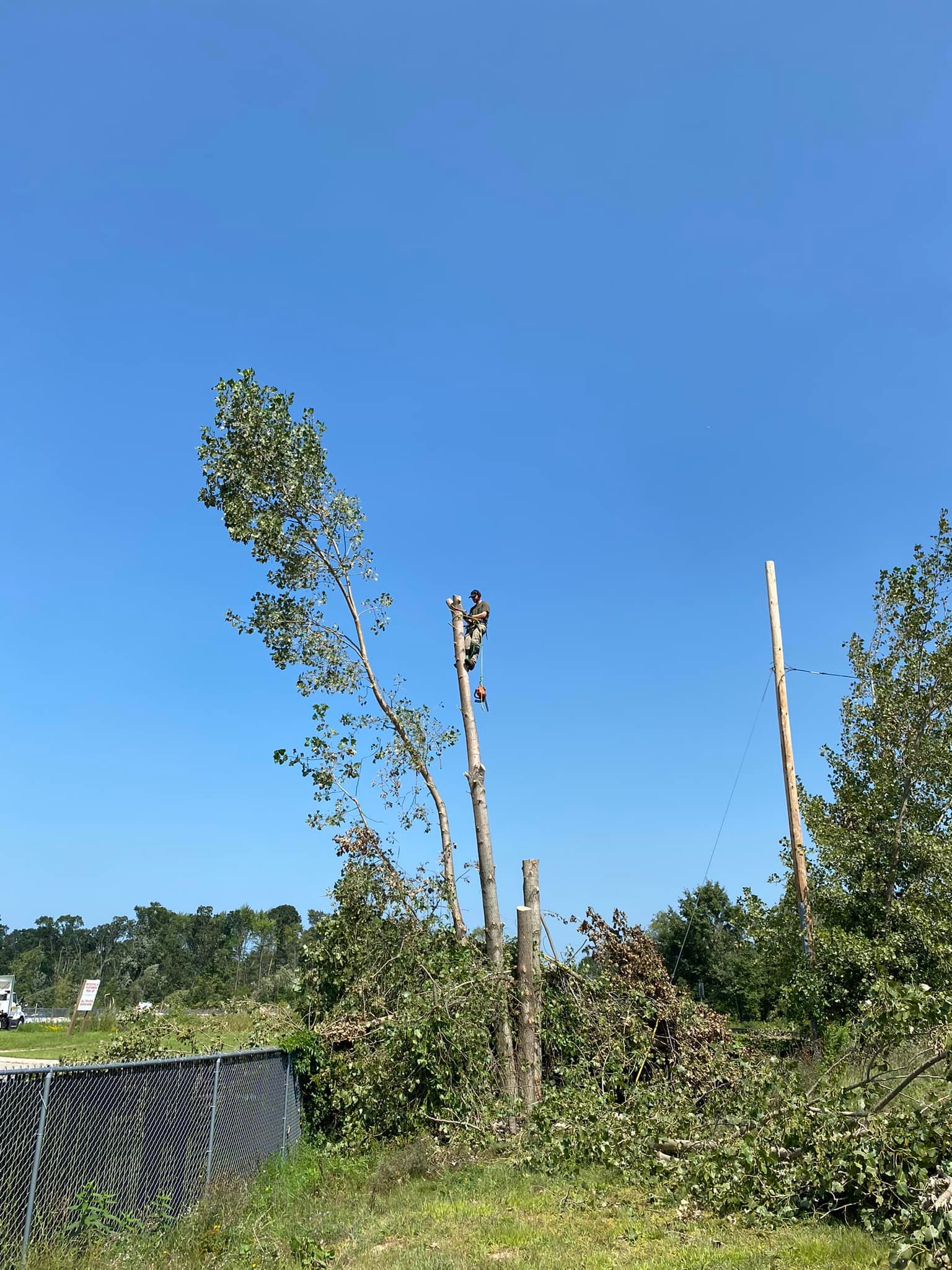 Rogue River Tree Service
