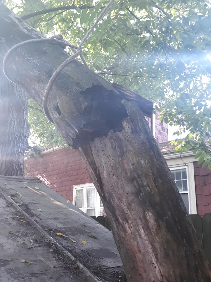 Top Notch Tree & Landscape | Knox County OH