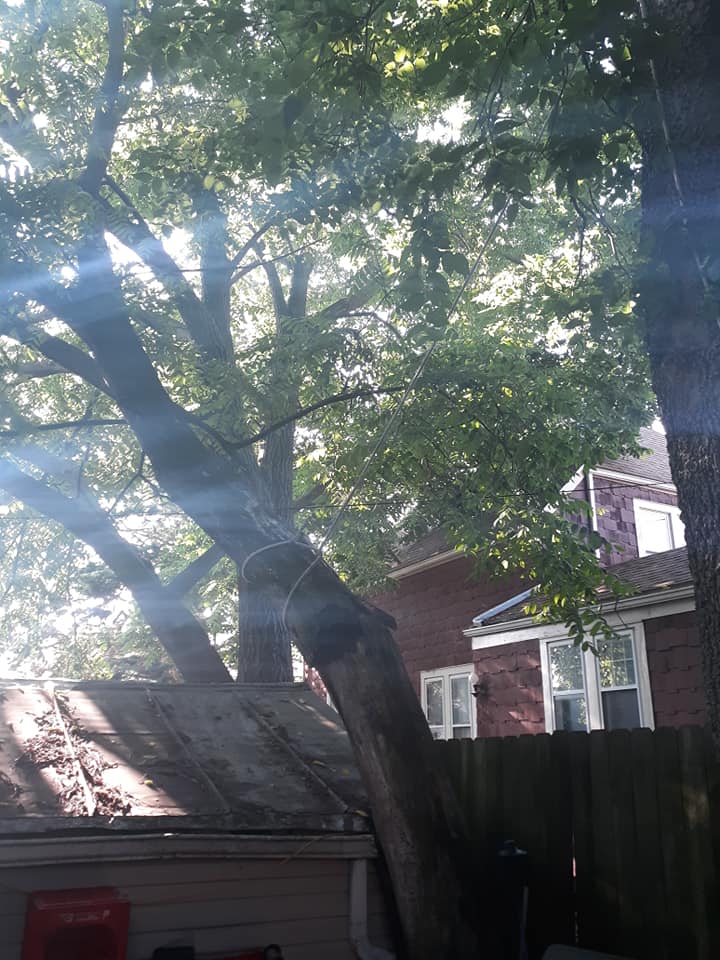 Top Notch Tree & Landscape | Knox County OH